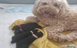 Cockapoo dogs for sale: Gorgeous F1B cockapoo  - Image 1