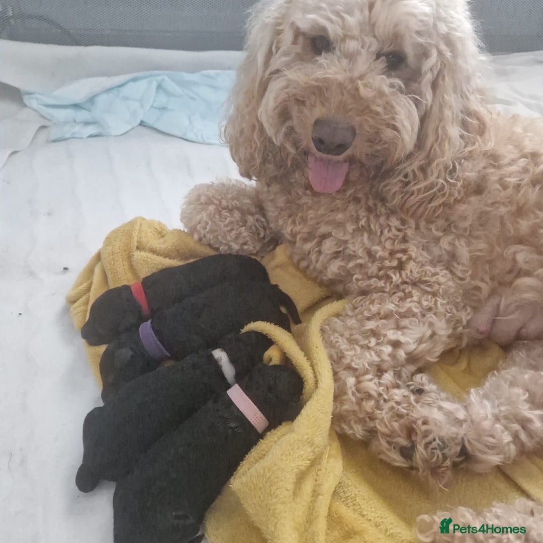 Cockapoo dogs for sale: Gorgeous F1B cockapoo  - Image 1