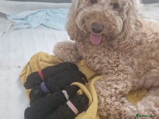 Cockapoo dogs - Advert 10