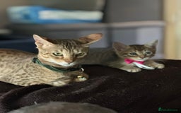 Savannah cats for sale: Savannahs  - Image 9