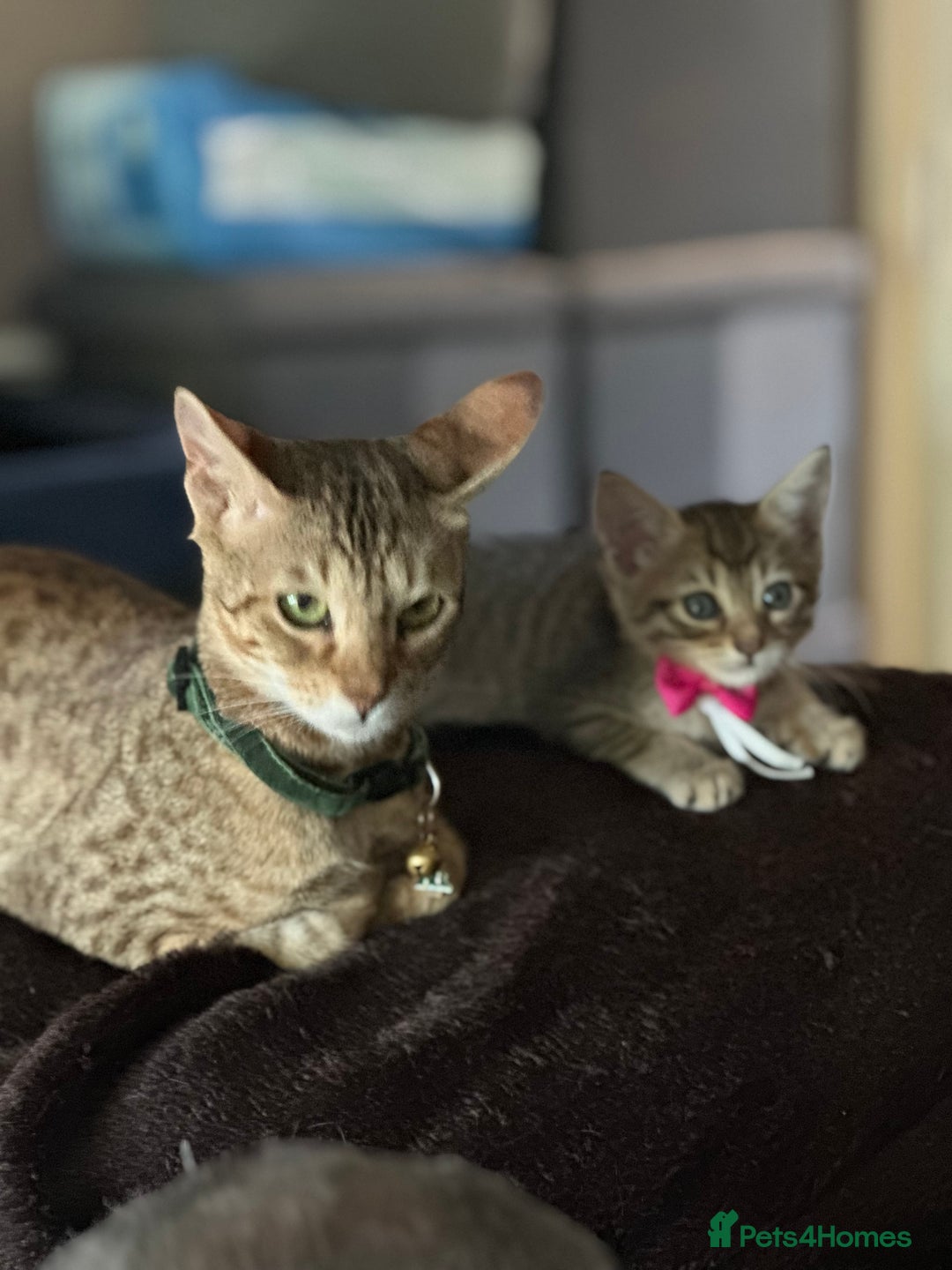 Savannah cats for sale: Savannahs  - Image 9