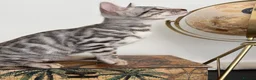Bengal cats for sale: 2 TICA Active Bengal BOYS! - Advert 4