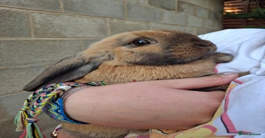 Mini Lop rabbits - Advert 7