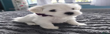 Maltese 1