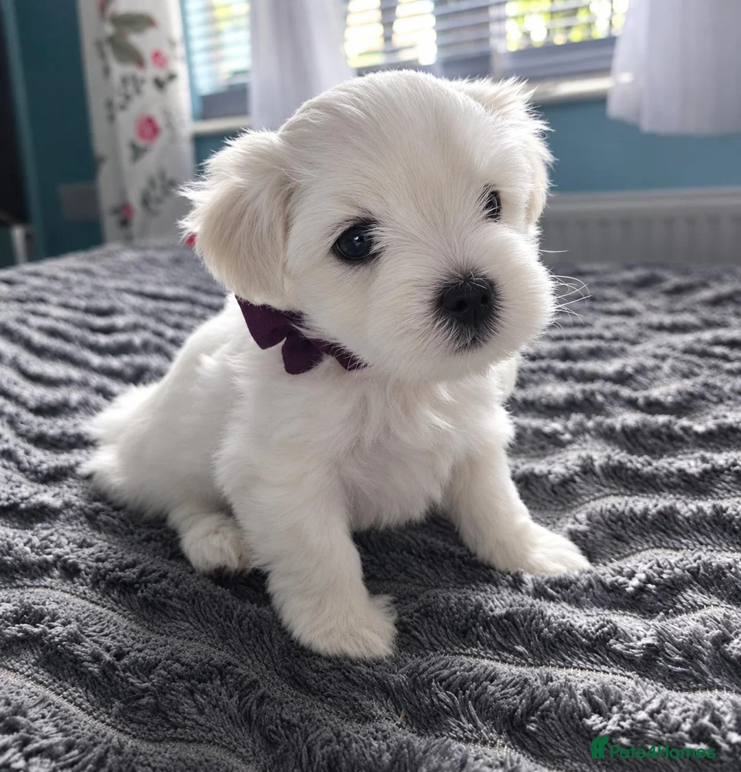 Maltese dogs for sale: Beautiful Maltese Puppies - Advert 11