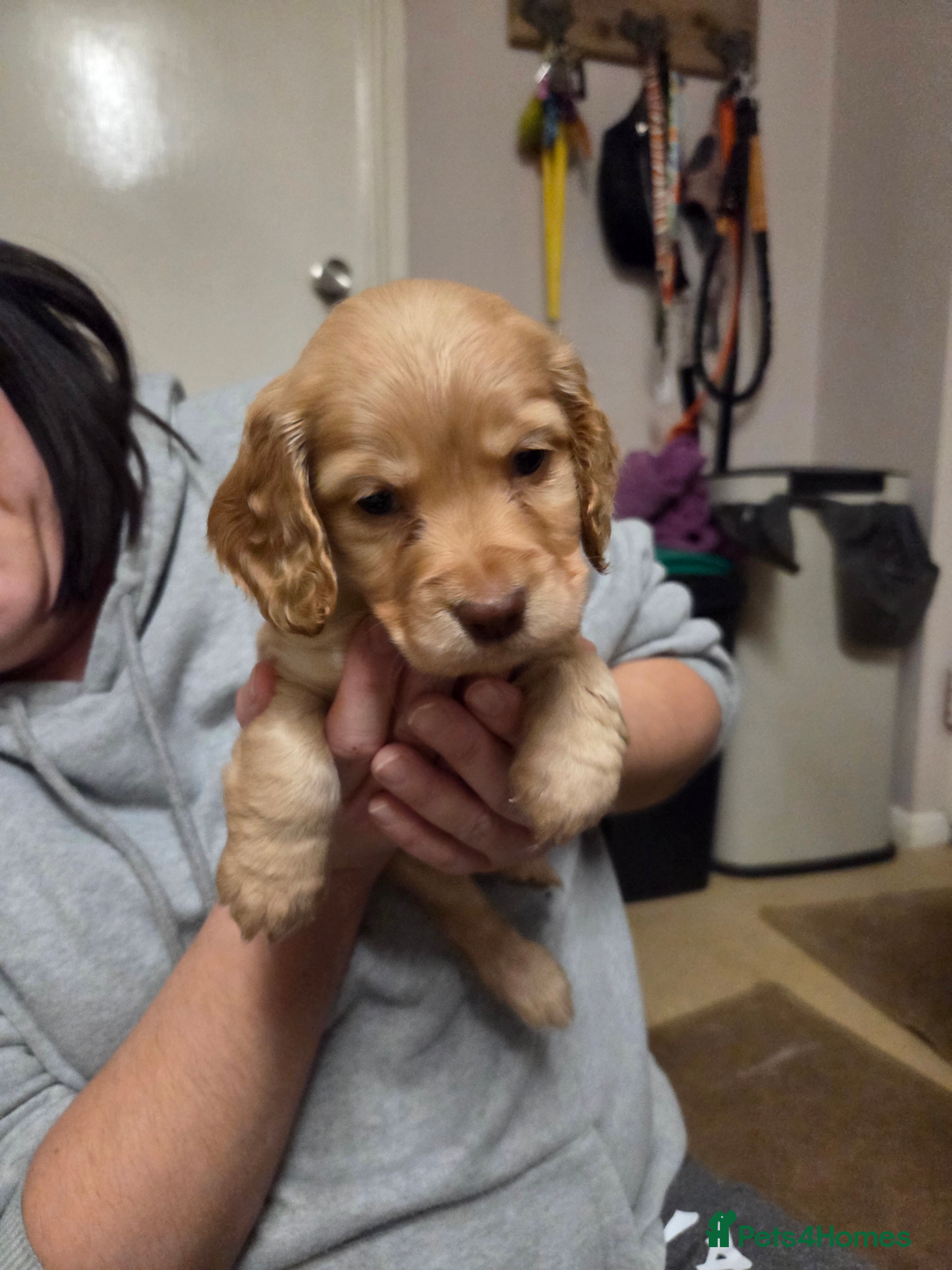 Cocker Spaniel dogs KC Reg Working/Show Cocker Spaniel Puppies - Advert 6