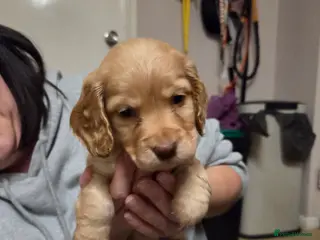 Cocker Spaniel dogs KC Reg Working/Show Cocker Spaniel Puppies - Advert 6