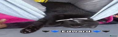 Edward- Black Kitten