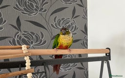 Conures birds for sale: Reggie the Conure - Image 2