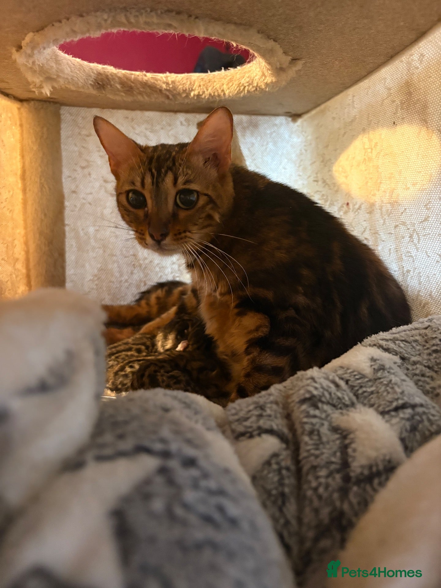 Bengal cats Bengal kittens pedigreed and registered - Advert 3