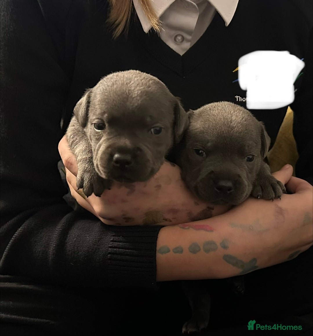 Staffordshire Bull Terrier dogs for sale: KC ⭐️Champion⭐️ bloodline Staffy Ready to leave - Advert 7