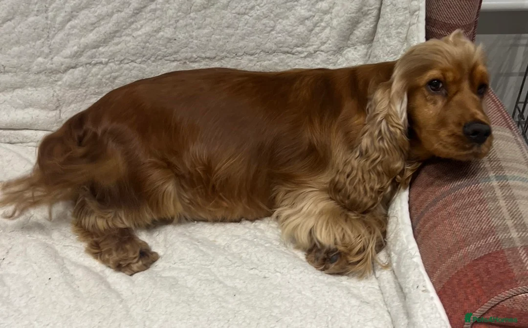 Cocker Spaniel dogs for sale: Retired and spade  - Advert 2