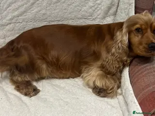 Cocker Spaniel dogs Retired and spade - Advert 10