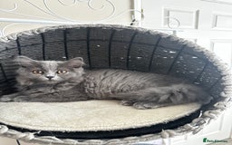 Scottish Fold cats for sale: Loved Sottish kittens to go x2 - Image 7