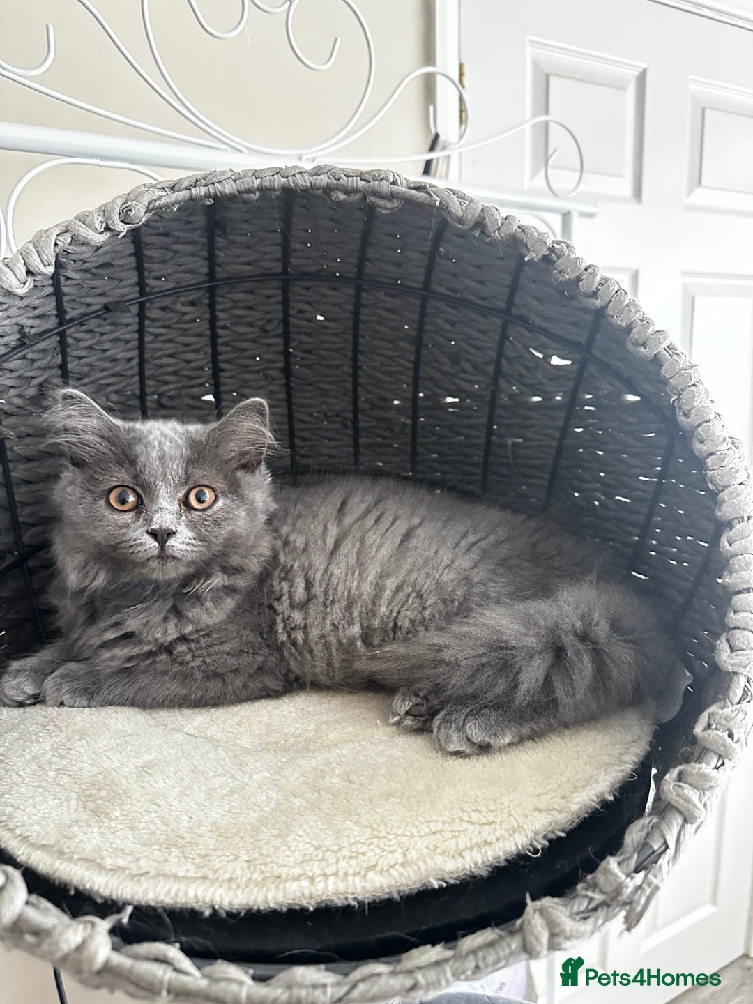 Scottish Fold cats for sale: Loved Sottish kittens to go x2 - Image 7