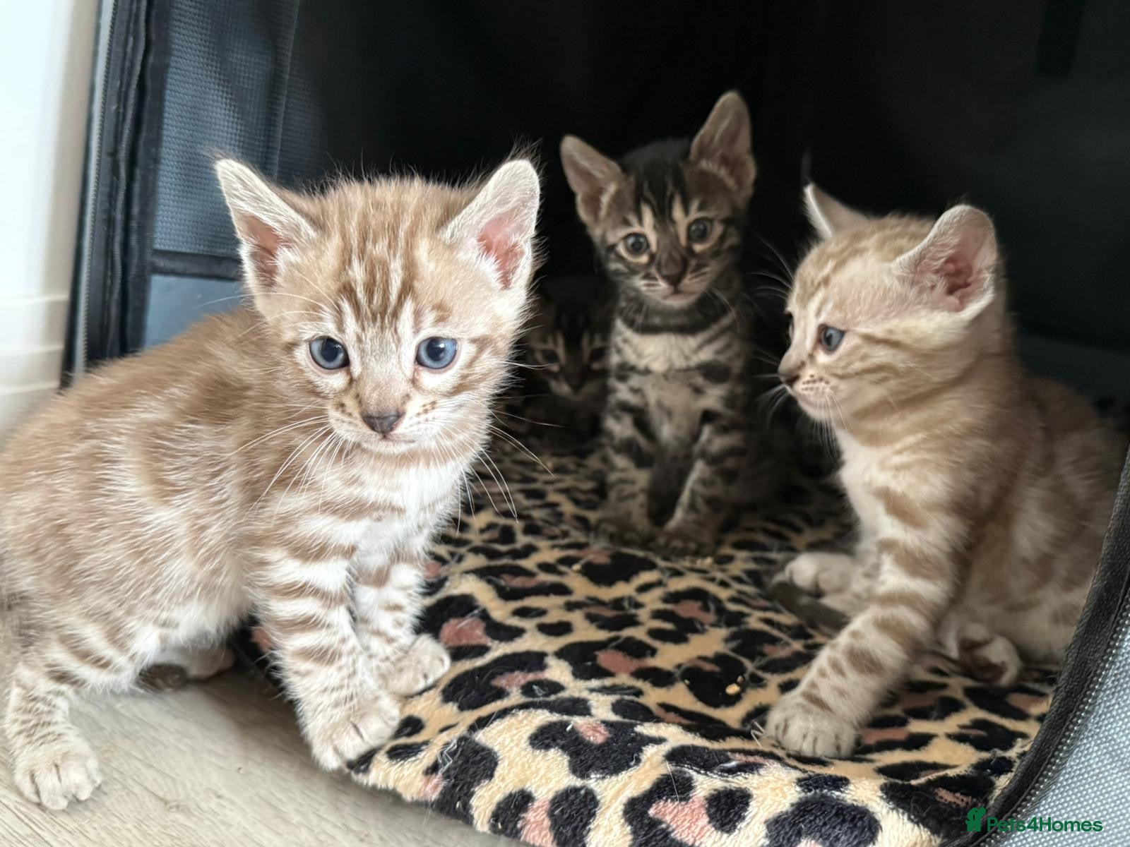 Bengal cats Bengal Kittens For Sale  - Advert 1