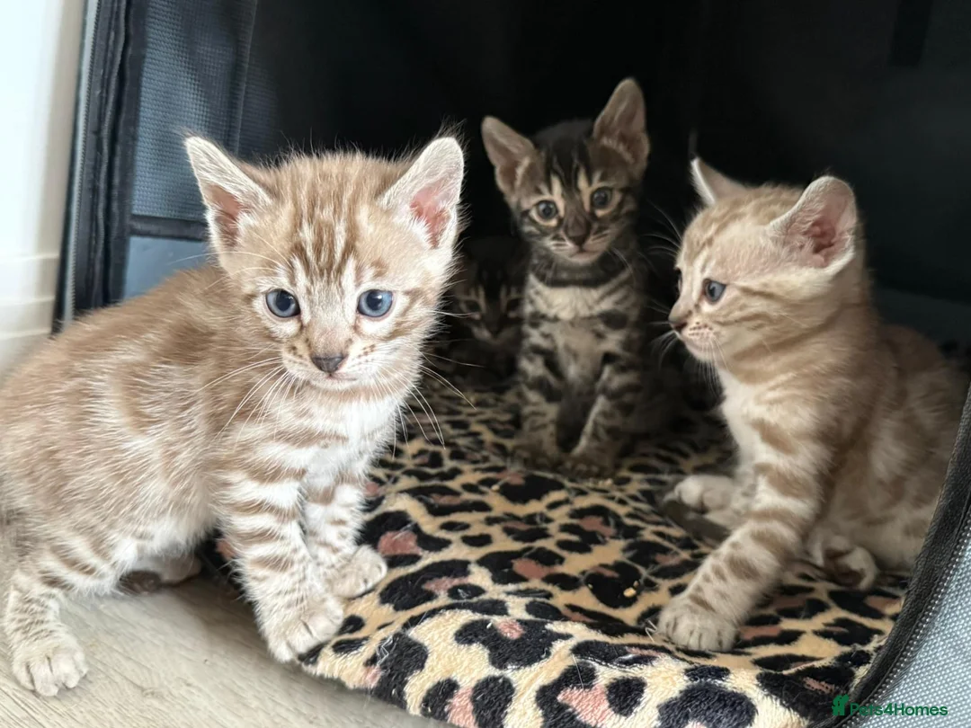 Bengal cats for sale: Bengal Kittens For Sale  - Advert 1