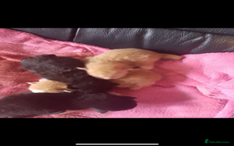 British Shorthair cats for sale: 2 ginger 2 black kittens forSale  - Image 2