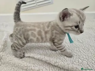 Bengal cats 🌟 Stunning pure bengal snow kittens 🎉 - Advert 17