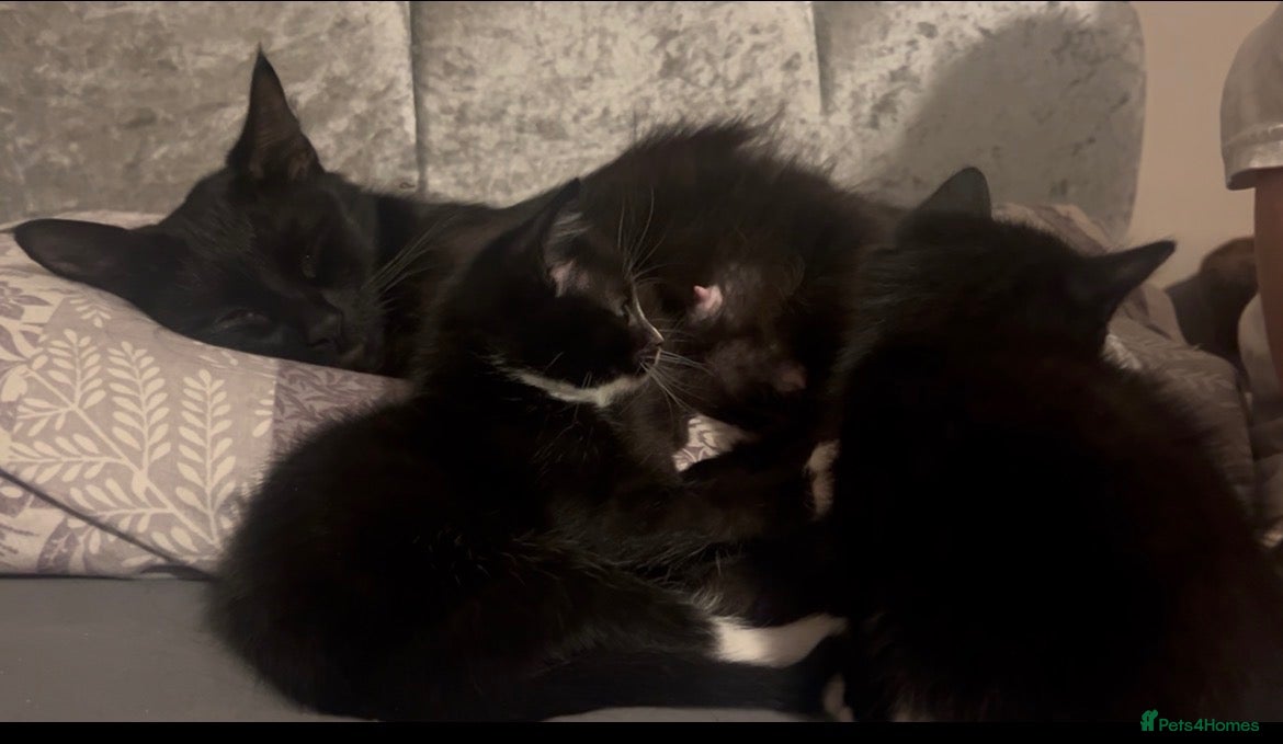 Mixed Breed cats 5 kittens for sale  - Advert 4