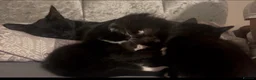 Mixed Breed cats for sale: 5 kittens for sale  - Advert 1