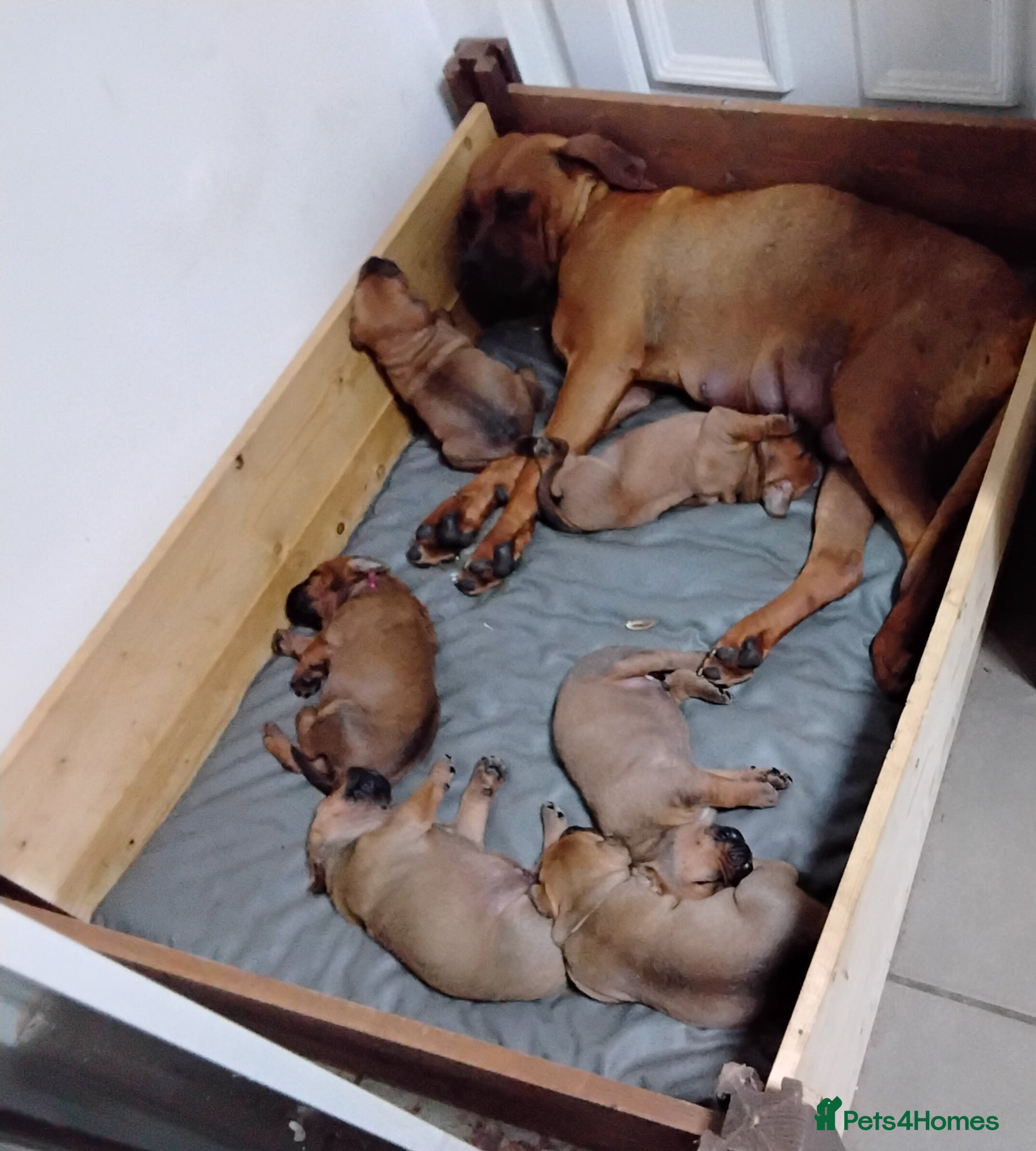 Boerboel dogs Boreboel (Bella) Waiting List August 2026 - Advert 1