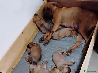 Boerboel dogs Boreboel (Bella) gave birth, 2 boys and 4 girls - Advert 1