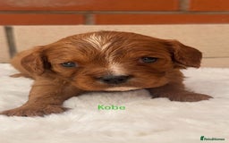 Cavalier King Charles Spaniel dogs for sale: Cavalier King Charles puppies  - Image 9
