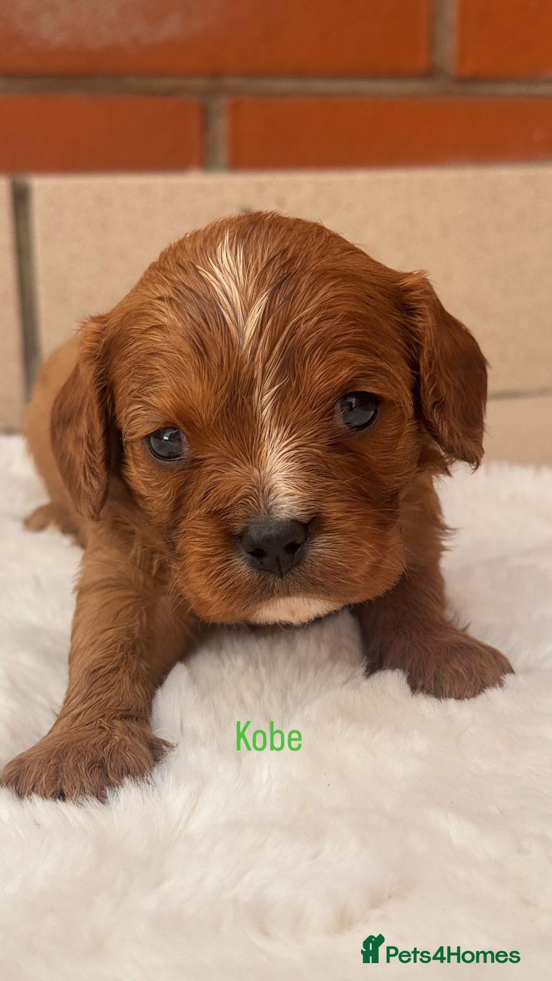 Cavalier King Charles Spaniel dogs for sale: Cavalier King Charles puppies  - Image 9