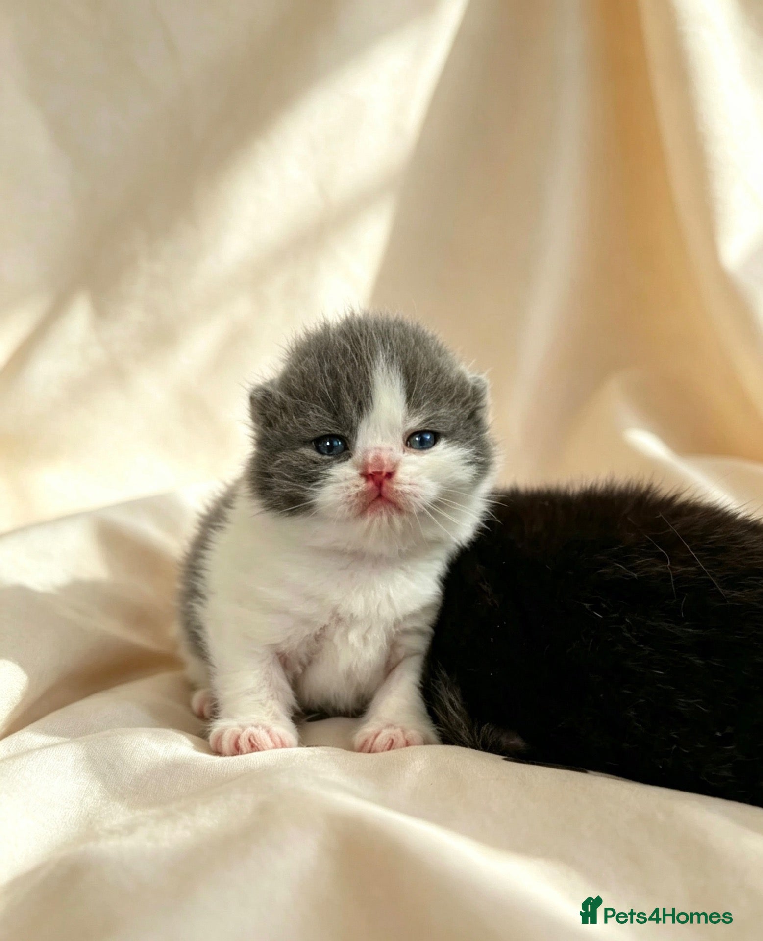 British Shorthair cats  GCCF Pedigree — Champion Bloodline Babies - Advert 2