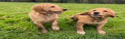 Golden Retriever dogs for sale: Healthy Beautiful GR Puppies - Advert 11