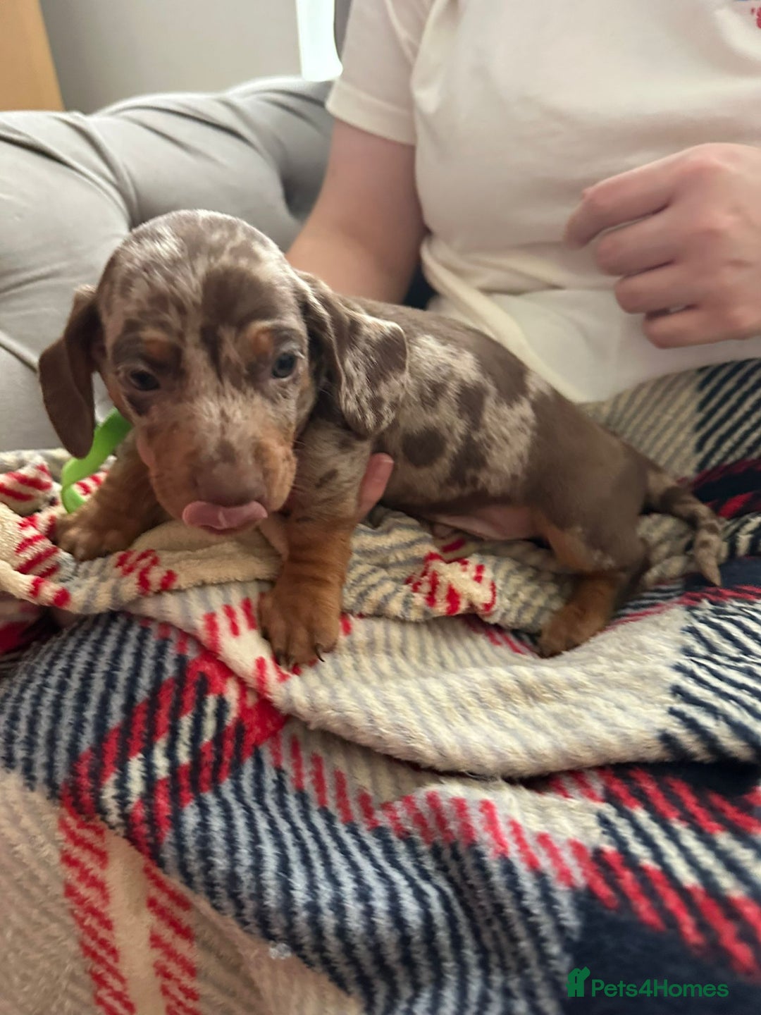 Miniature Dachshund dogs for sale: Miniature dachshund  - Image 16