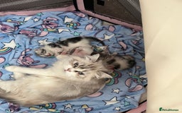 Persian cats for sale: Doll face Persian x - Image 17