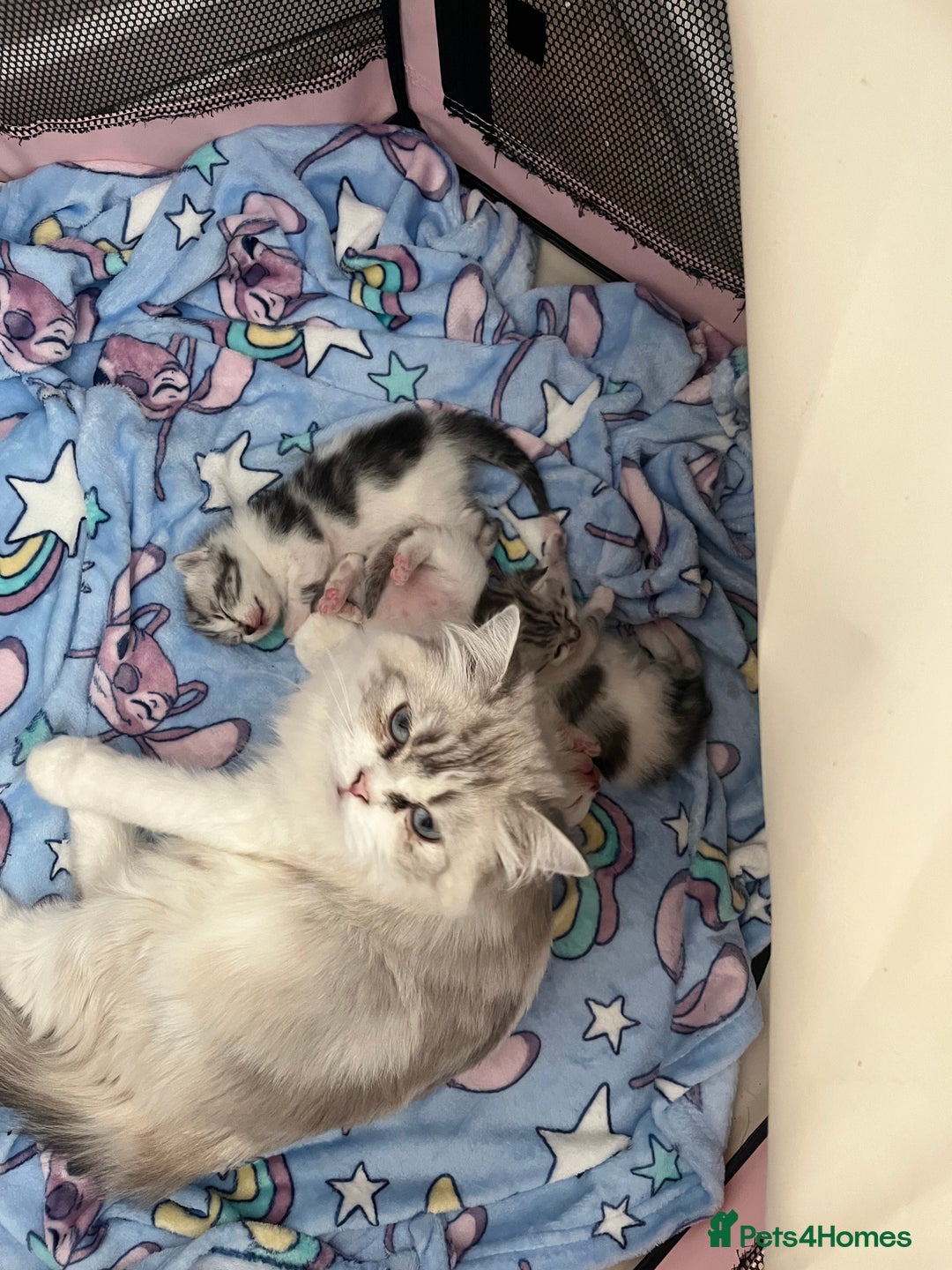 Persian cats for sale: Doll face Persian x - Image 17
