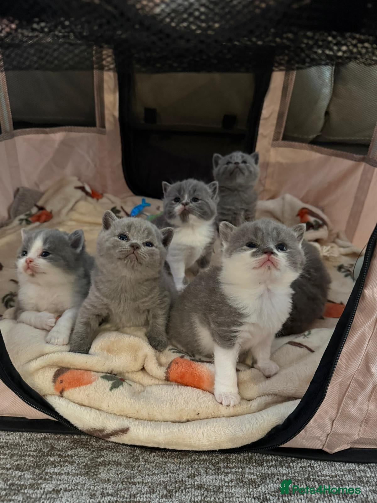 British Shorthair cats British Shorthair Kittens - Advert 6