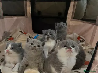 British Shorthair cats British Shorthair Kittens - Advert 6