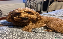 Cavapoo dogs for stud: F1b Cavapoo for stud - Image 4