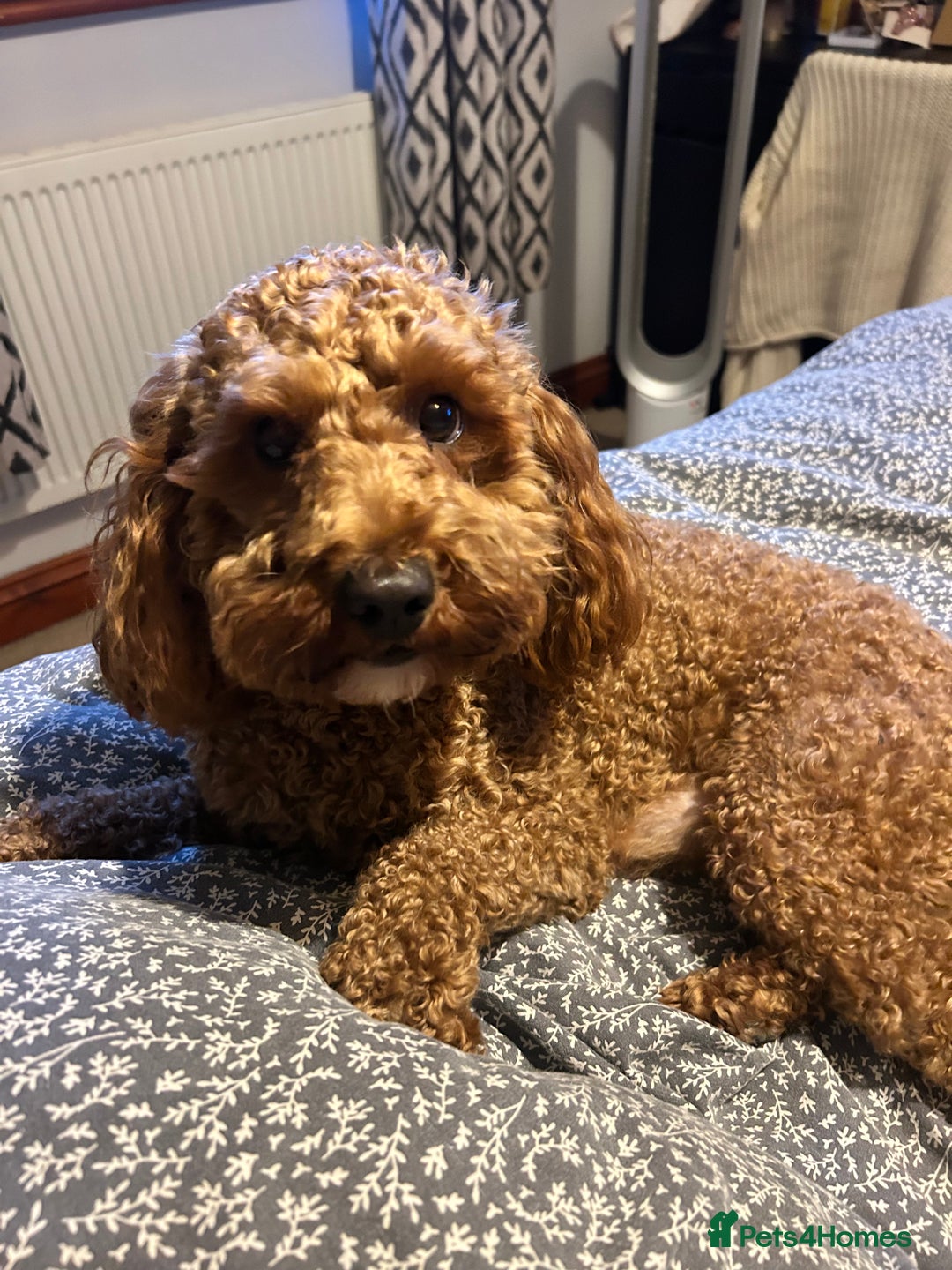 Cavapoo dogs for stud: F1b Cavapoo for stud - Image 4