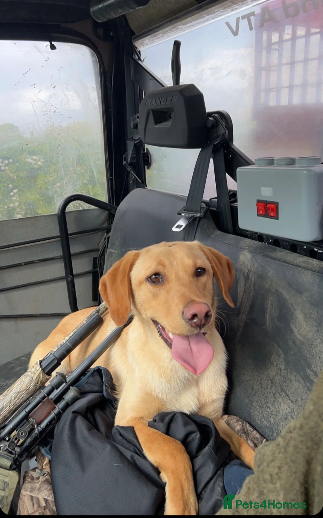 Labrador Retriever dogs for sale: Full KC health tested lab pups!  - Advert 12