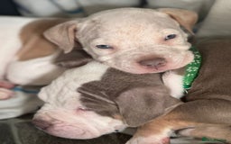 American Bulldog dogs for sale: 11 beautiful American bulldogs puppies. - Image 7