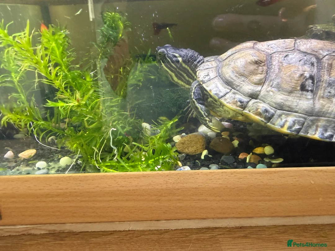 Turtle reptiles for sale: Turtle - Advert 1