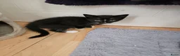 Domestic Shorthair cats for adoption: Bonded pair of rescue kittens ready for new home - Advert 8