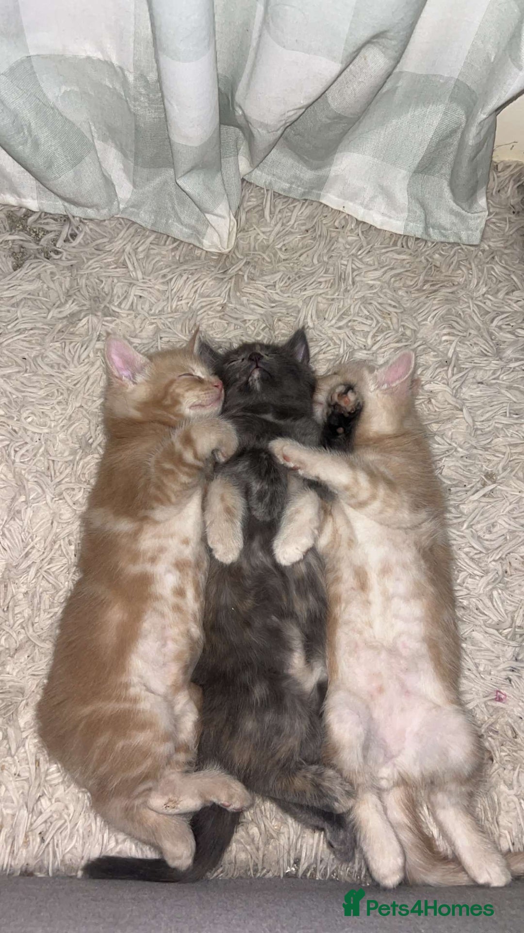 Mixed Breed cats for sale: Beautiful Maine Coon x British Long Hair kittens  - Image 6