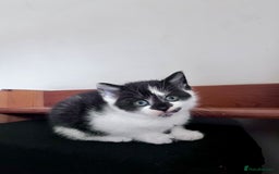 Mixed Breed cats for sale: 3 Long Furred Kittens Fluffy Ginger White Mix - Advert 7