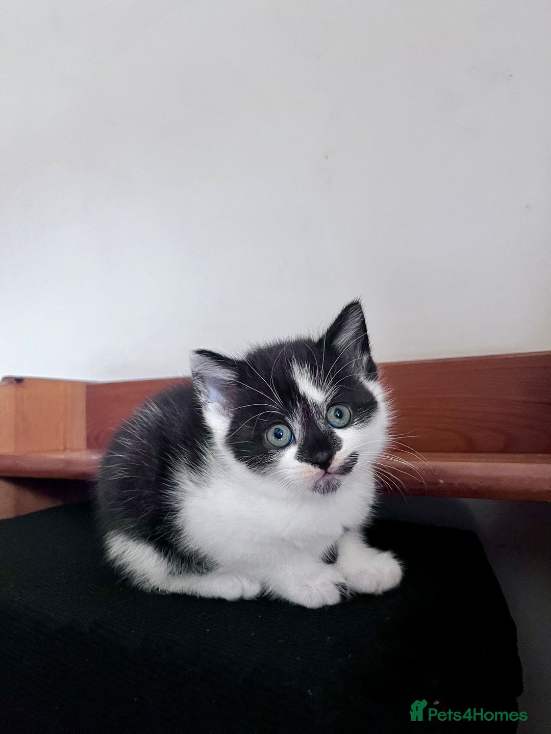 Mixed Breed cats for sale: 3 Long Furred Kittens Fluffy Ginger White Mix - Advert 7