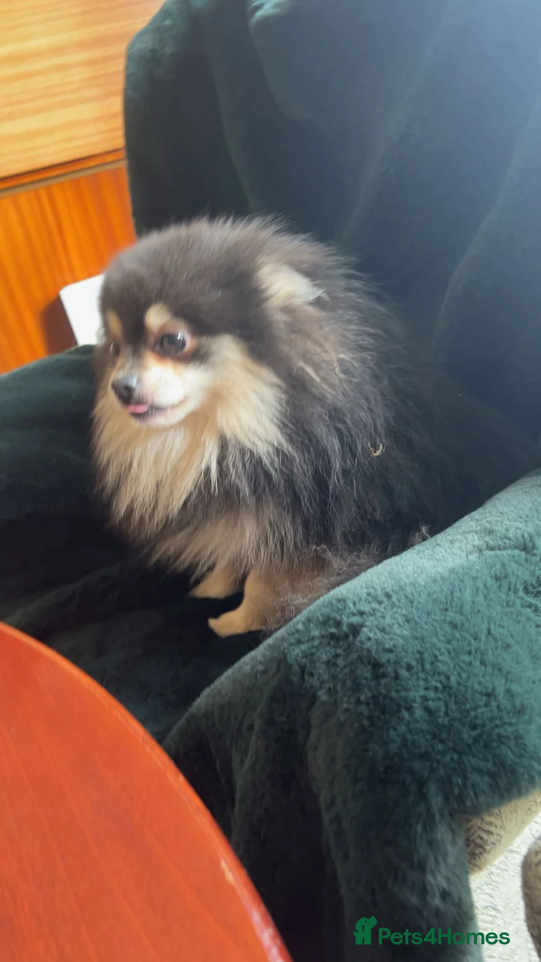 Pomeranian dogs for sale: KC Reg Blue Pomeranian  in Ipswich - Advert 2