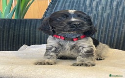 Cocker Spaniel dogs for sale: KC registered Show Type Cocker Spaniel Pups - Image 5