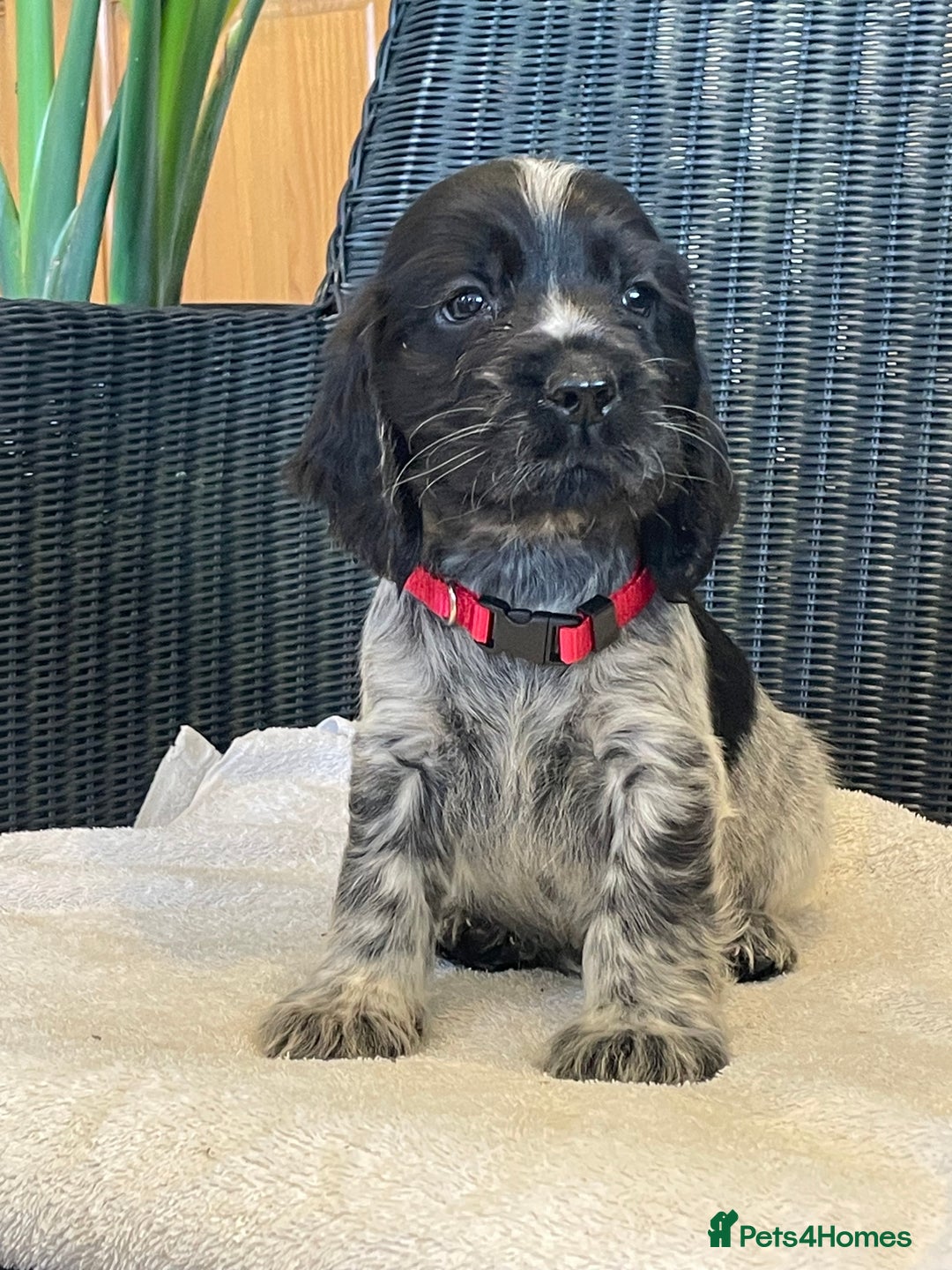 Cocker Spaniel dogs for sale: KC registered Show Type Cocker Spaniel Pups - Image 5