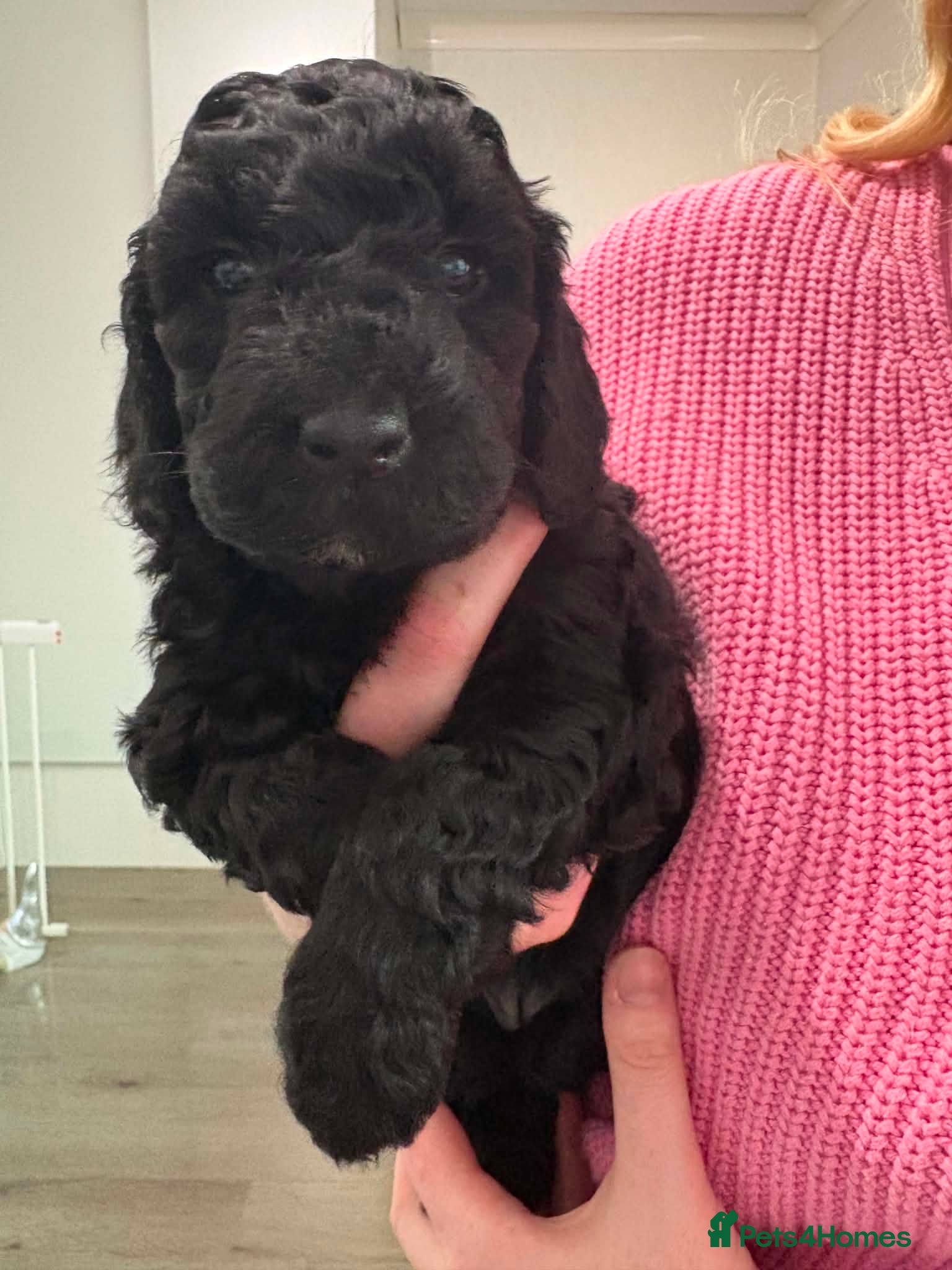 Cockapoo dogs Stunning Cockapoo Puppies looking for loving homes - Advert 2
