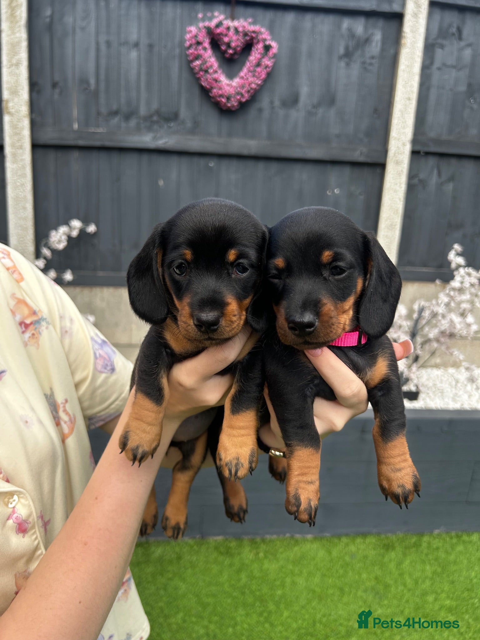 Miniature Dachshund dogs Miniature dachshund puppies (only girls left) 🩷 - Advert 15